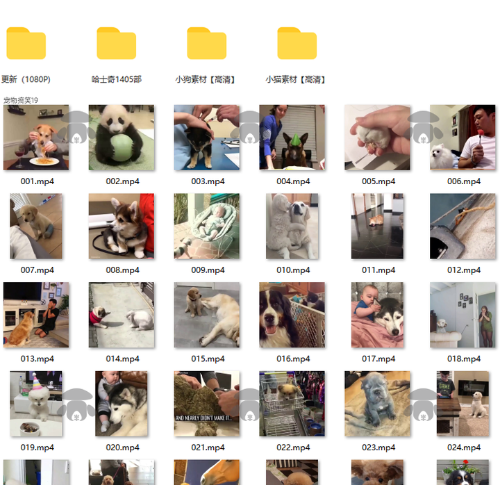 萌宠素材动物猫咪宠物搞笑抖音短视频直播高清无水印剪辑起号用素材【电商热销561】